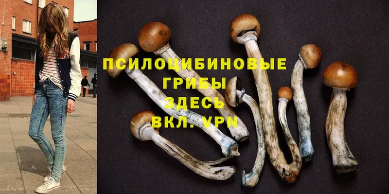 что такое наркотик  Ветлуга  Псилоцибиновые грибы Cubensis 